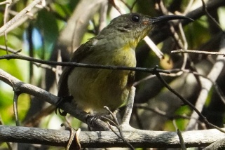 Cyanomitra obscura - Dunkler Olivnektarvogel (Einsiedel-Nektarvogel)